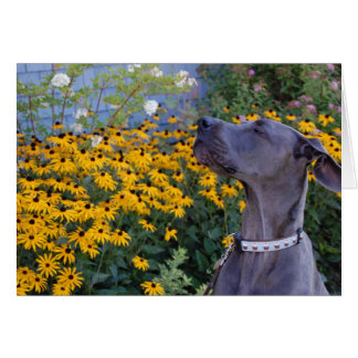 Cartão Pare e cheire a placa de flores