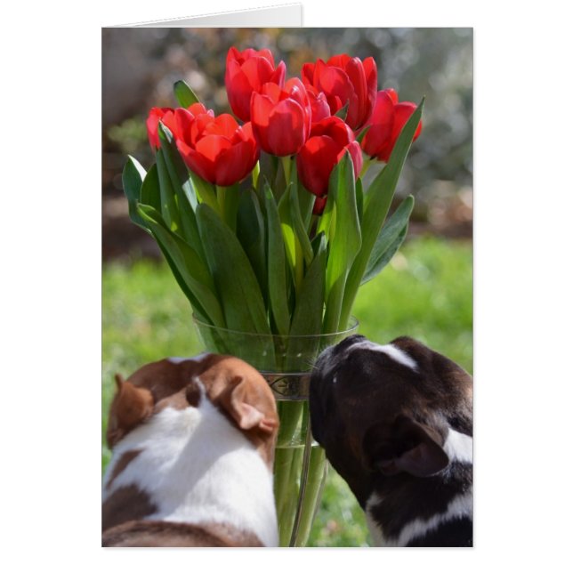 Cartão Pare e Cheire as Tulipas (Frente)