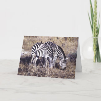 Cartão Pares de Pundamilia (zebra)