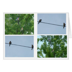 Cartão Pares do Bluebird, colagem