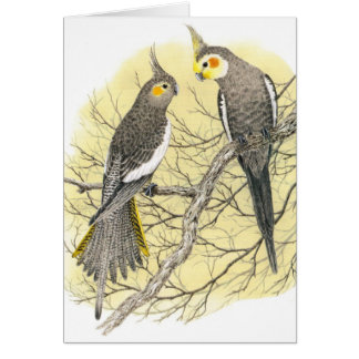Cartão Pares do Cockatiel - hollandicus do Nymphicus
