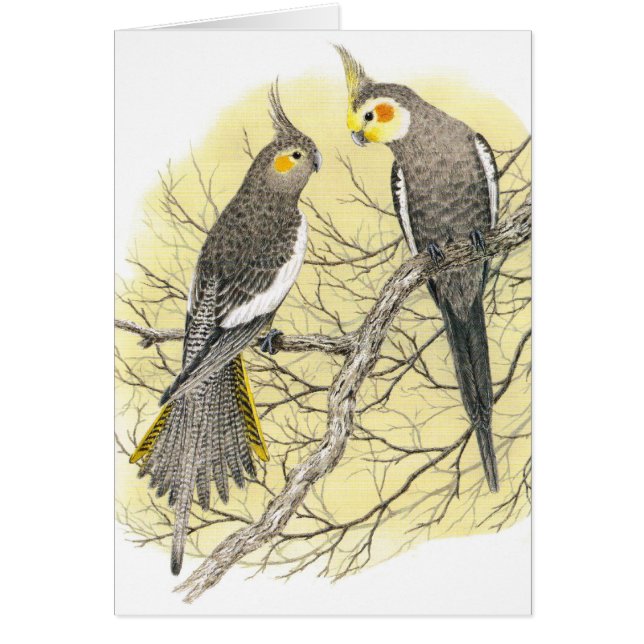 Cartão Pares do Cockatiel - hollandicus do Nymphicus (Frente)