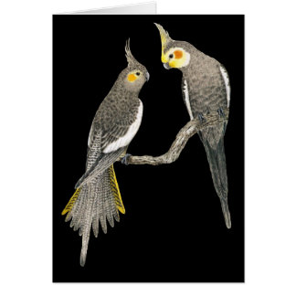 Cartão Pares do Cockatiel - hollandicus do Nymphicus no
