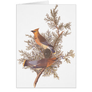Cartão Pares do pássaro do Waxwing de cedro de Audubon n