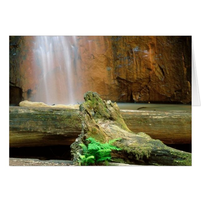 Cartão Parque Estadual das Sequoias, CA (Frente Horizontal)