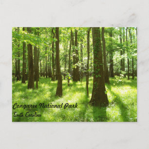 Cartão - parque nacional de Congaree
