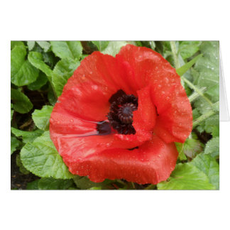 Cartão Parque nacional de Glenveigh, N.I.