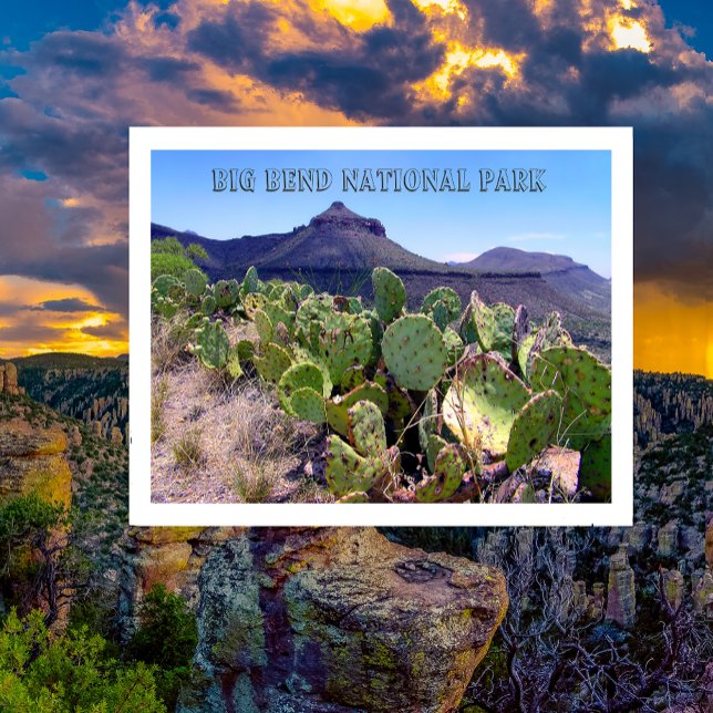 Cartão Parque Nacional de Pear Cactus Big Bend (Criador carregado)