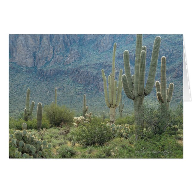 Cartão Parque nacional de Saguaro, arizona (Frente Horizontal)