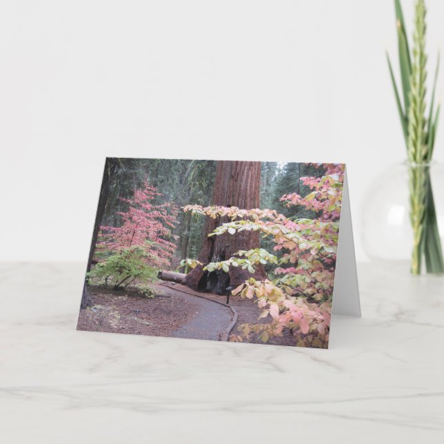 Cartão Parque nacional de sequóia (Frente)