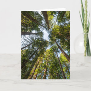 Cartão Parques Nacionais e Estaduais de Redwood, Califórn