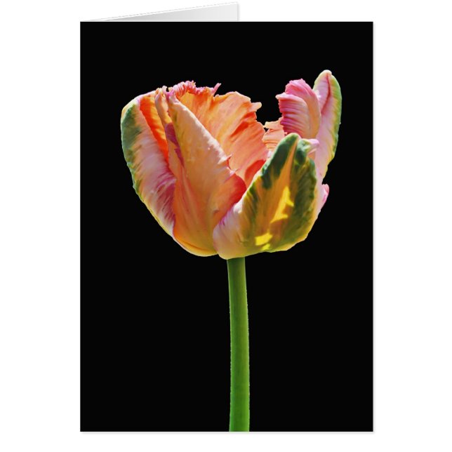 Cartão Parrot Tulip (Frente)