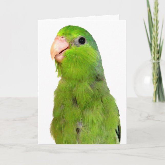Cartão Parrotlet Bird Missing You greeting sympathcard (Frente)