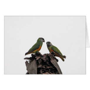 Cartão Parrots Senegal