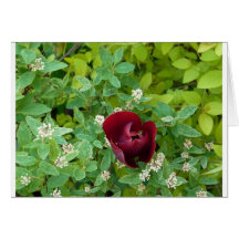 parterre de fleurs au printemps