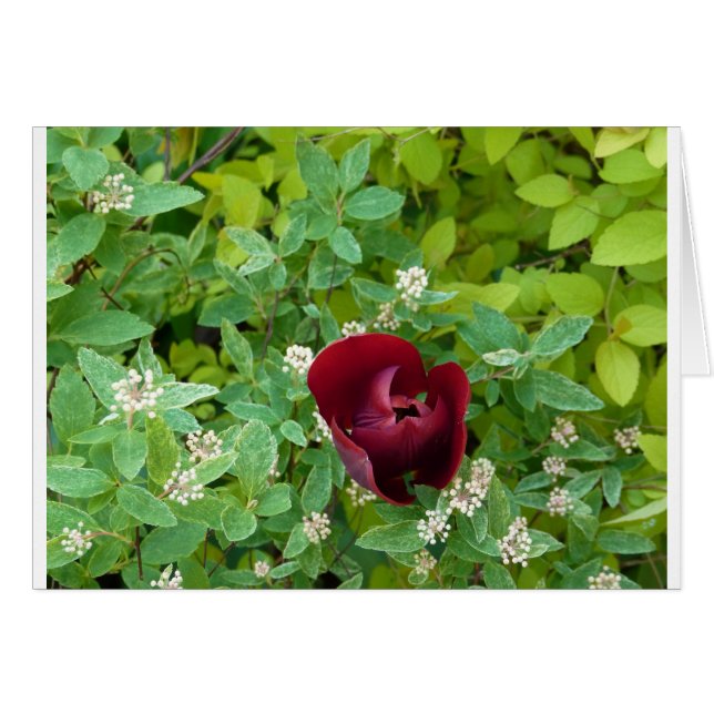 Cartão parterre de fleurs au printemps (Frente Horizontal)