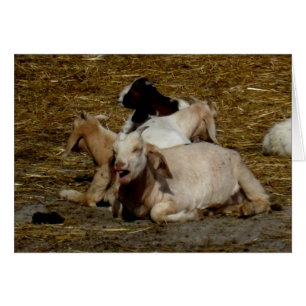 Cartão Partido de Blank_Goat