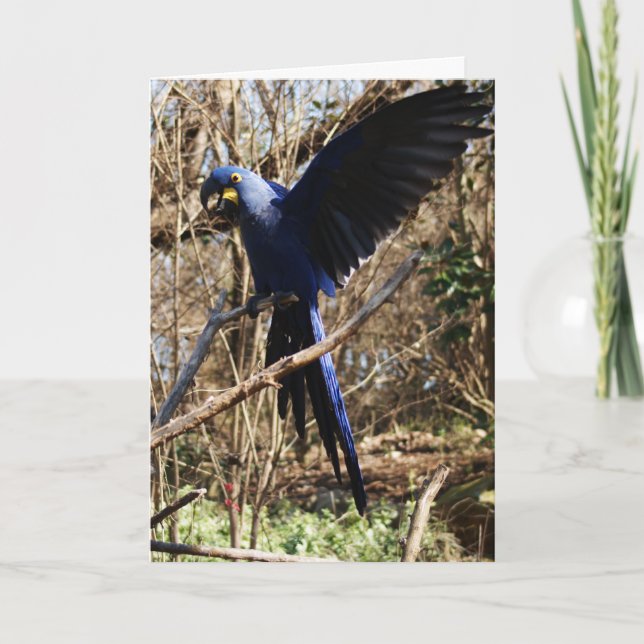 Cartão Partido do Papagaio (Frente)