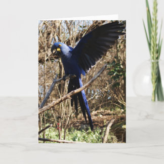 Cartão Partido do Papagaio