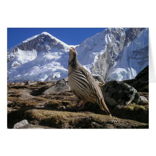 Cartão Partridge in Himalayas Card (Frente horizontal)
