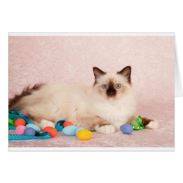 Cartão Páscoa Cat (Frente Horizontal)