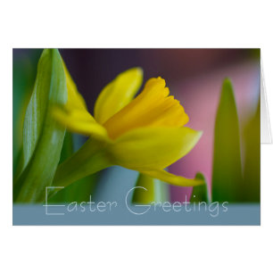 Cartão Páscoa Daffodils Narciso flores amarelas CC1209