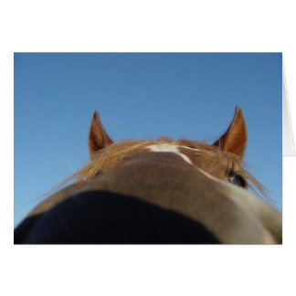 Cartão Paso, Peru, Gritou Cavalo Inchado - Nariz