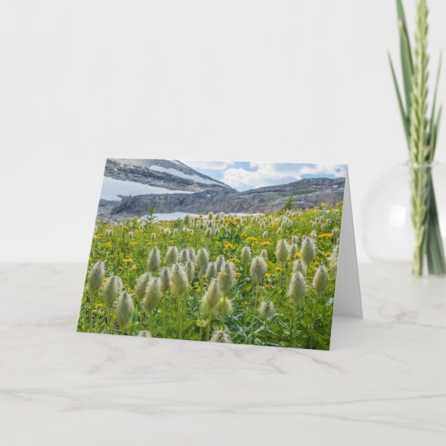 Cartão Pasqueflower Ocidental | Montanhas de East Kootena (Frente)