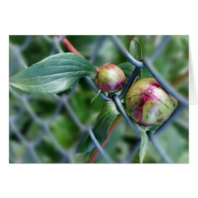 Cartão passagem da cerca (Frente Horizontal)