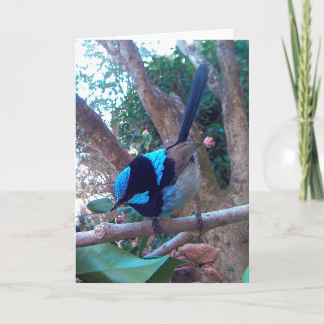 Cartão Pássaro australiano, Superb Fairy Wren. (Frente)