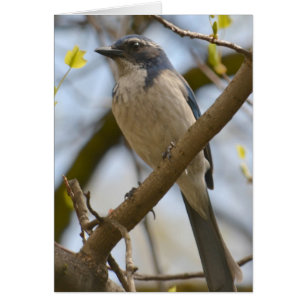 Cartão Pássaro azul bonito