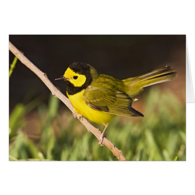 Cartão Pássaro-bicudo (Wilsonia citrina) (Frente Horizontal)