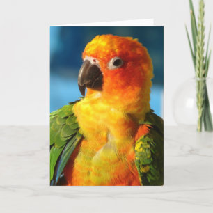 Cartão Pássaro bonito