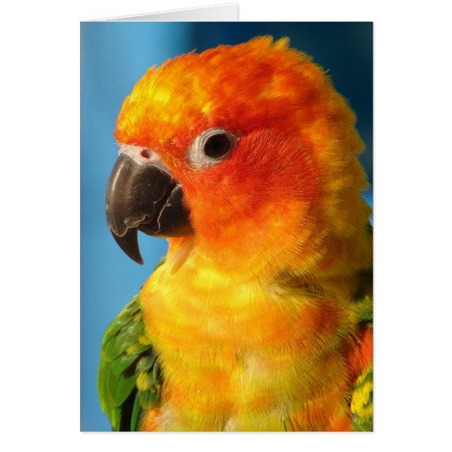 Cartão Pássaro bonito (Frente)