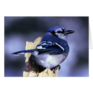 Cartão Pássaro bonito de Jay azul