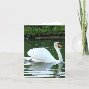 Cartão Pássaro branco Swan/ "Você Exude Gracefulness &