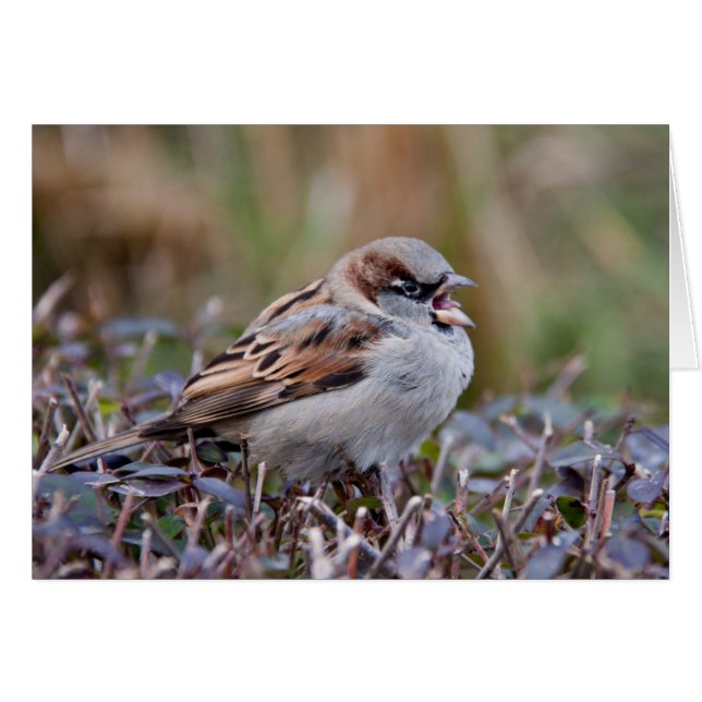 Cartão Pássaro cantor (Frente horizontal)