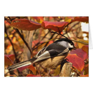 Cartão Pássaro Chickadee com Folhas de outono Vermelhas R