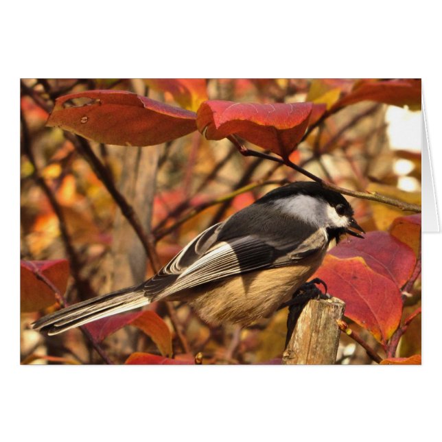 Cartão Pássaro Chickadee com Folhas de outono Vermelhas R (Frente Horizontal)