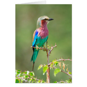 Cartão Pássaro Colorido