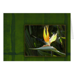 Cartão Pássaro de paraíso