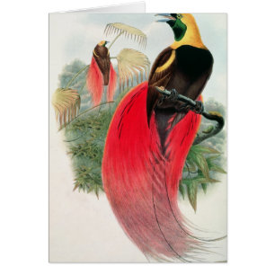 Cartão Pássaro de paraíso, gravado por T. Walter