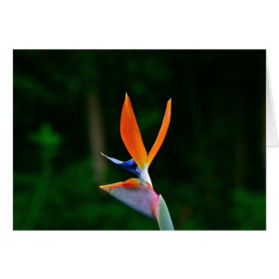 Cartão Pássaro de paraíso, Maui