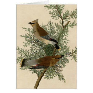 Cartão Pássaro do Waxwing de cedro de Audubon