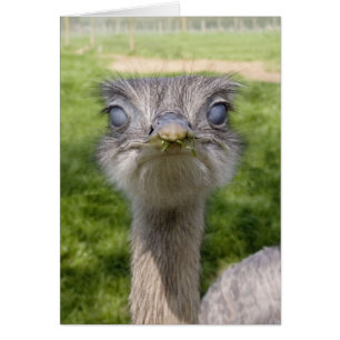 Cartão Pássaro engraçado