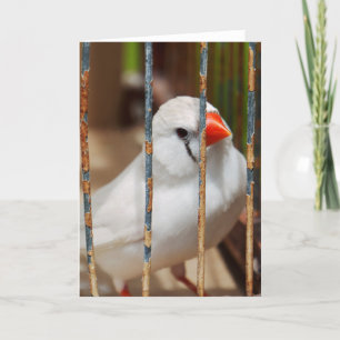 Cartão Pássaro Finch de Zebra Branca em Cage