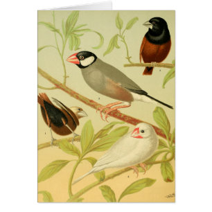 Cartão pássaro finch e pardal antigos