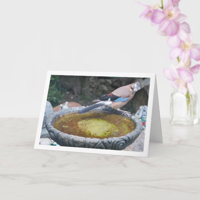 Cartão Pássaro Gaio-Eurasiano Sentado no Banho de Pássaro (Orquídea)