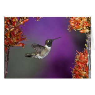 Cartão Pássaro Humingbird, Archilochus alexandri,