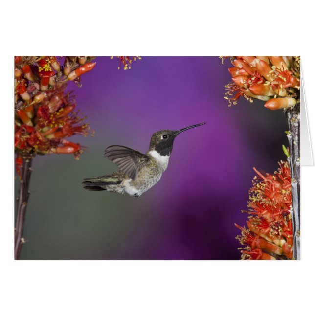 Cartão Pássaro Humingbird, Archilochus alexandri, (Frente Horizontal)